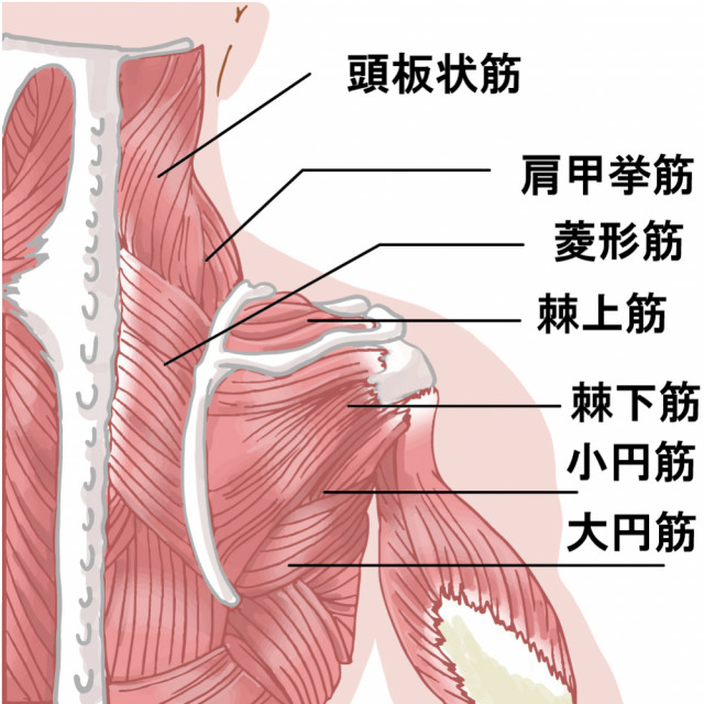 首・肩の筋肉
