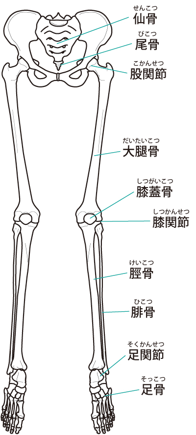 膝の痛みに対しての当院のアプローチは?