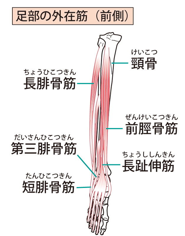 すねの筋肉のイラスト