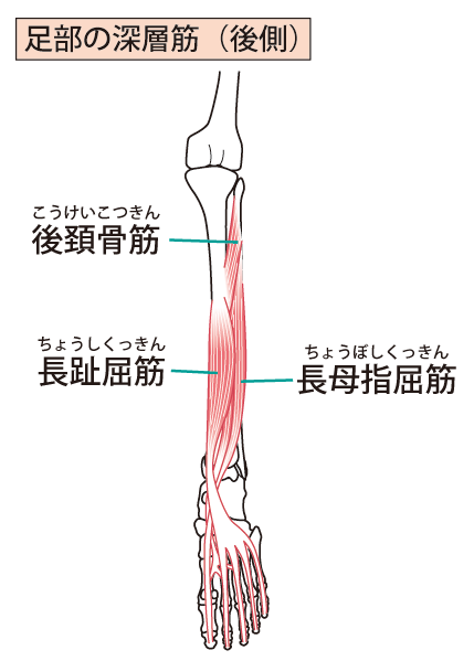 アキレス腱周囲の筋肉