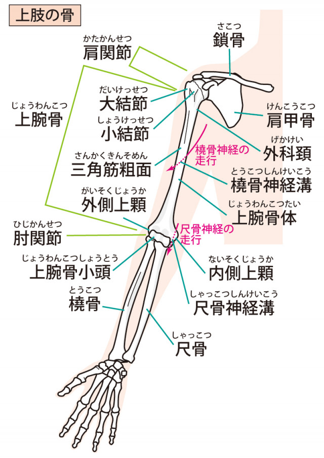 野球肘
