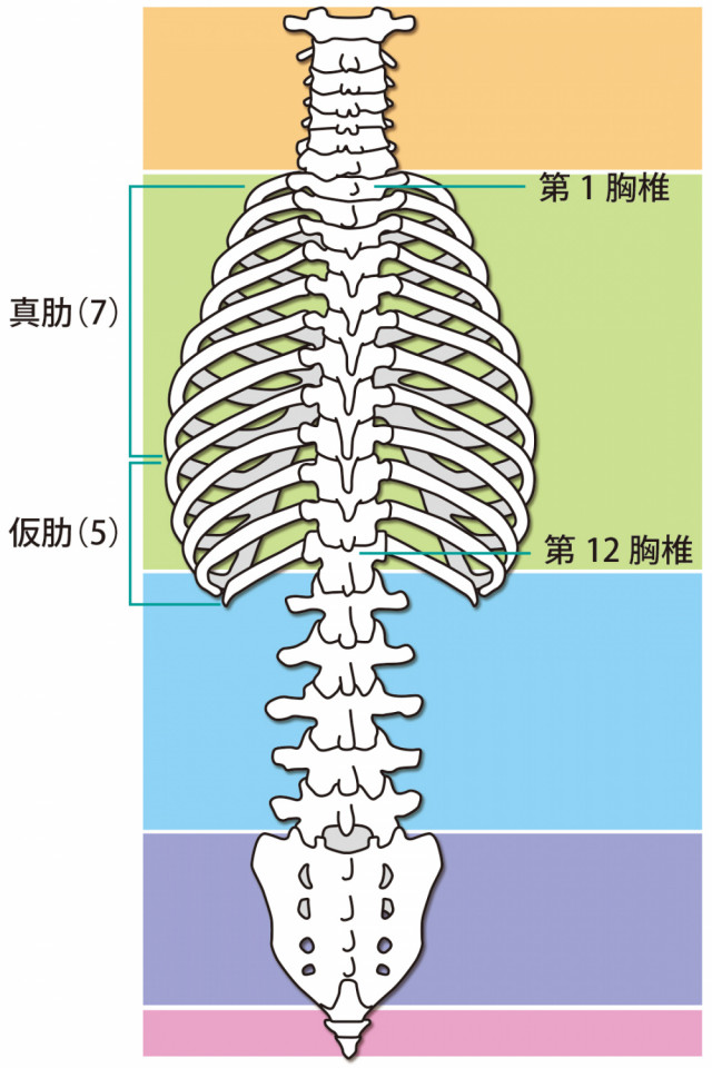 椎間板がつぶれることで症状が引き起ります